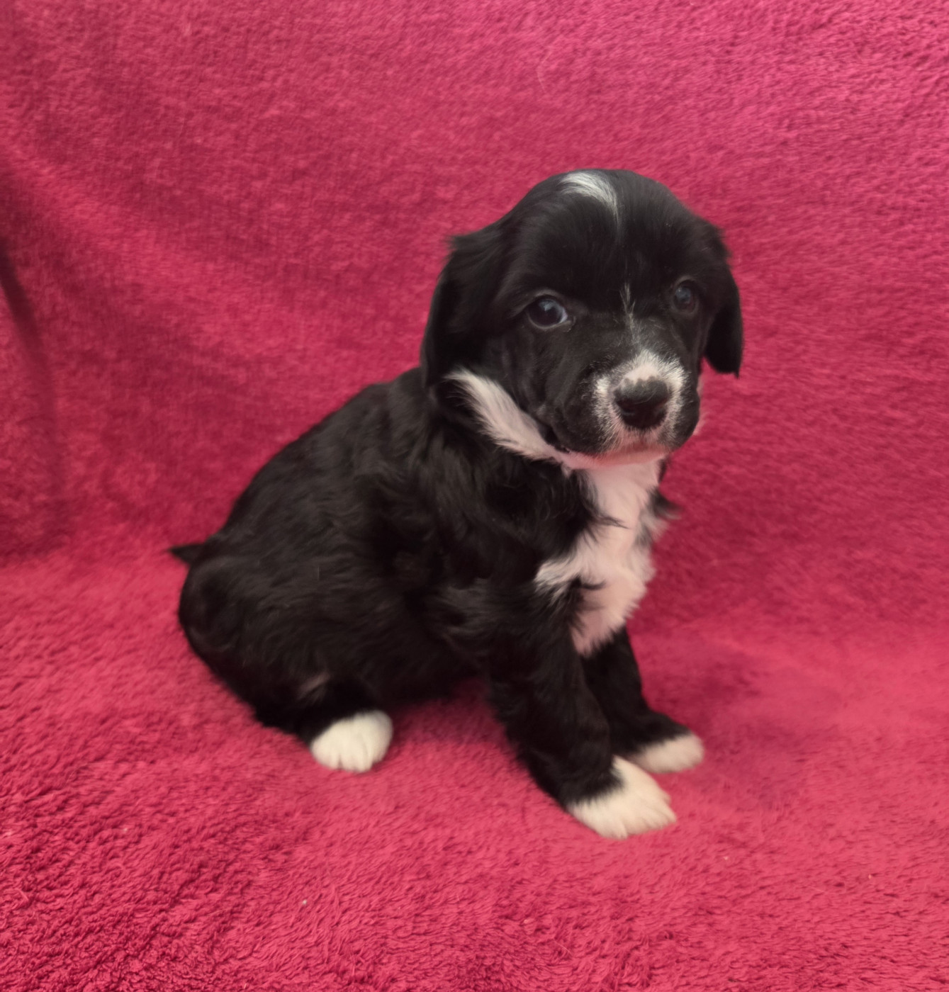 Simply Chinese - Chiots disponibles - Chien chinois à crête