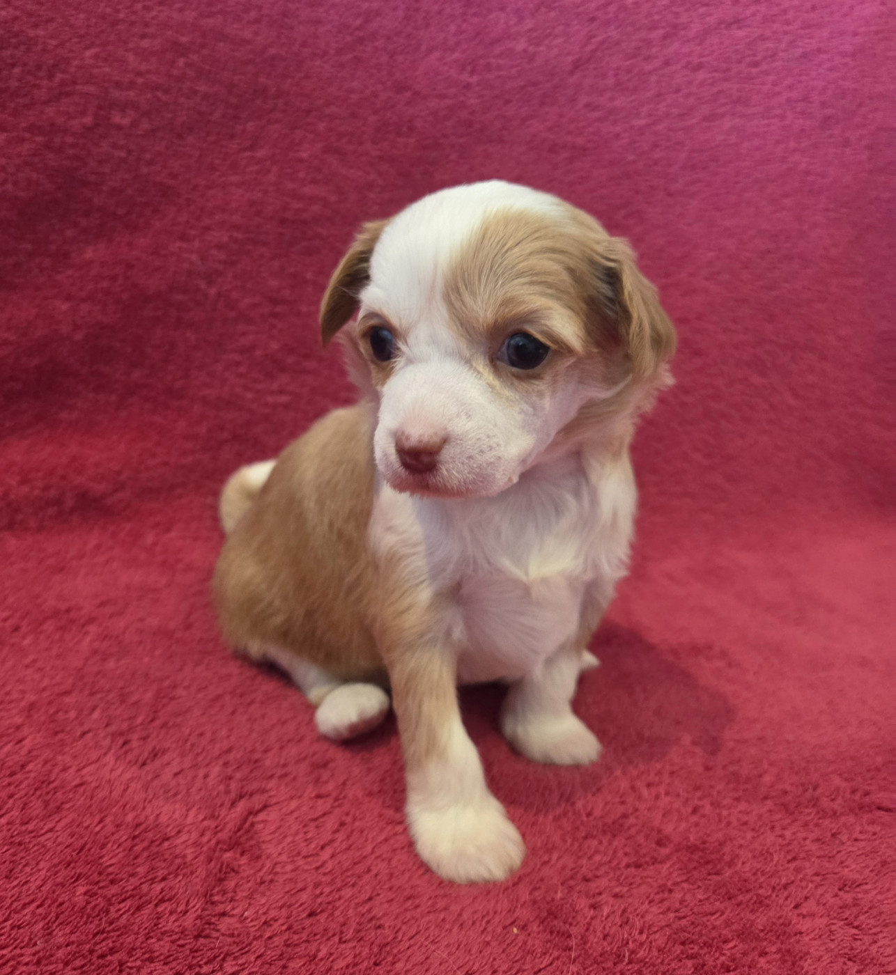 Simply Chinese - Chiots disponibles - Chien chinois à crête