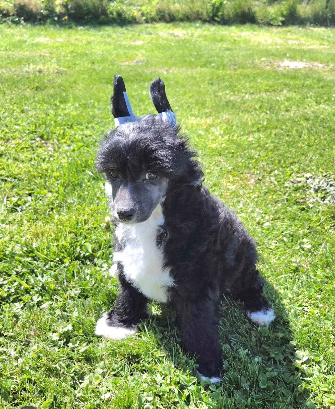 Simply Chinese - Chiots disponibles - Chien chinois à crête