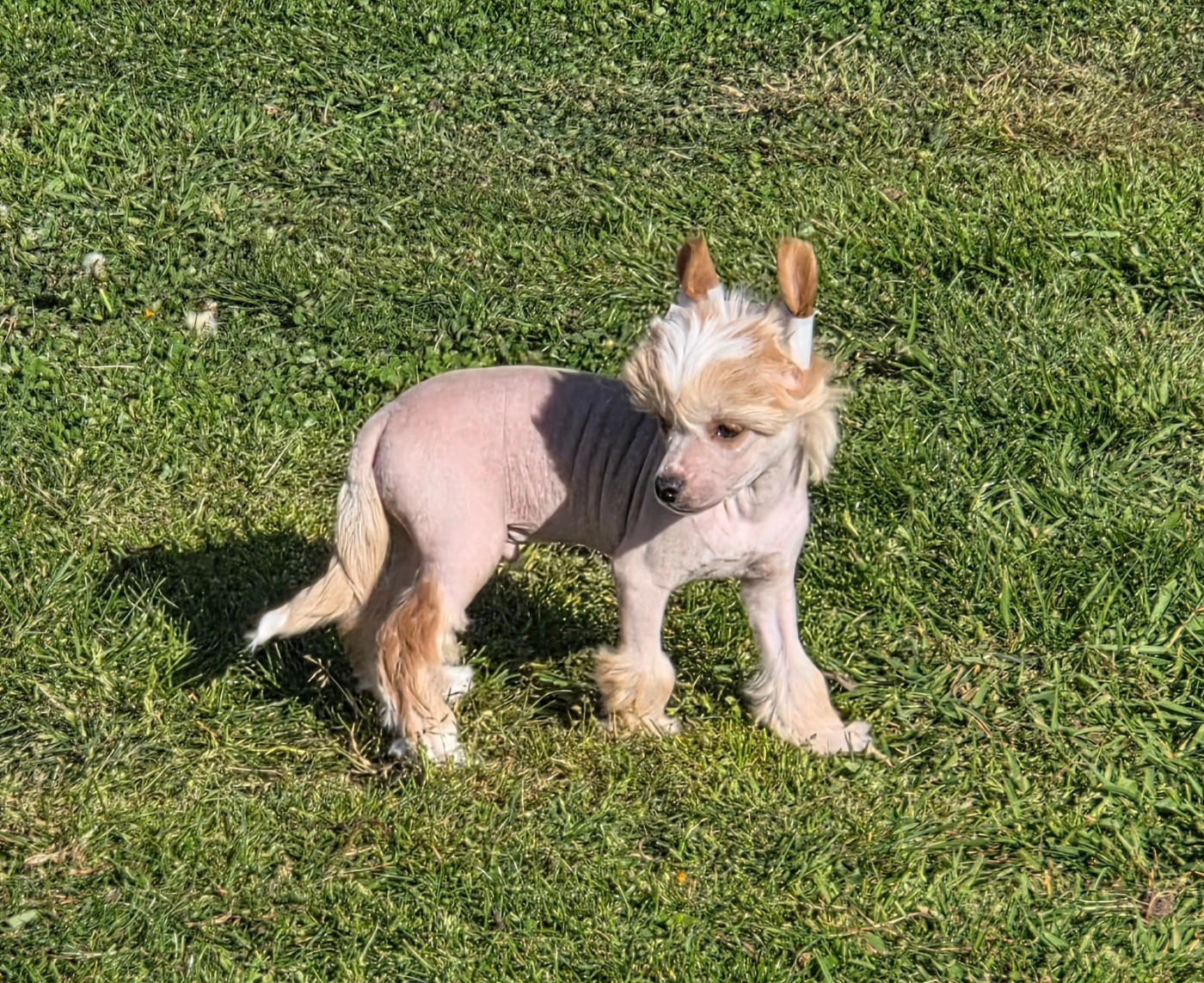 Simply Chinese - Chiots disponibles - Chien chinois à crête