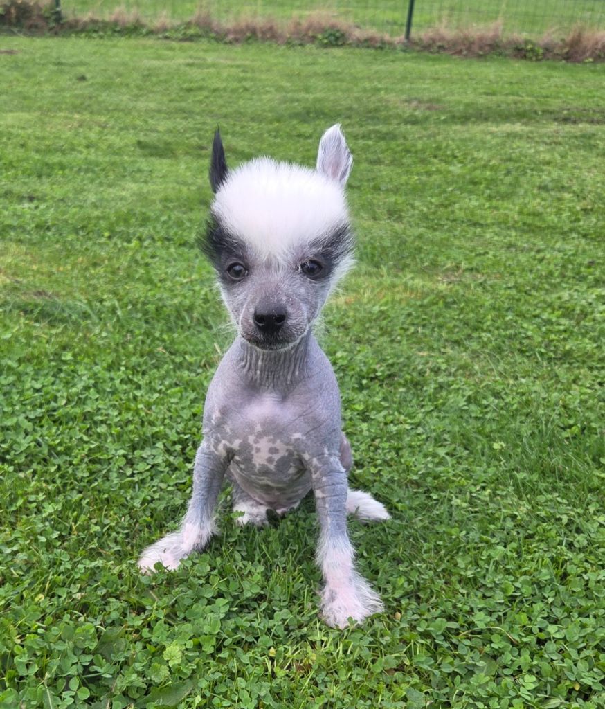 Simply Chinese - Chien chinois à crête - Portée née le 24/07/2025
