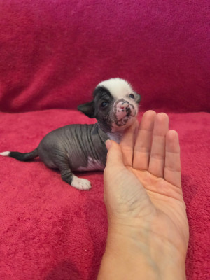 Bisou